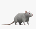 White Rat 3d model