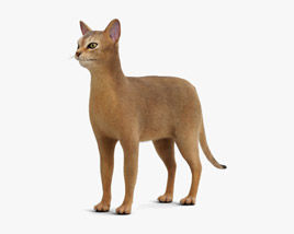 阿比西尼亚猫 3D模型