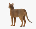 阿比西尼亚猫 3D模型