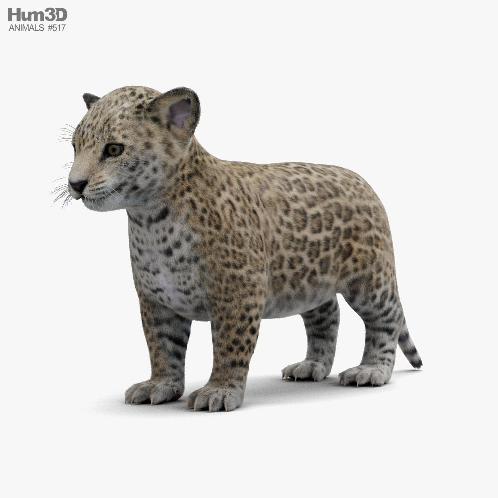 Jaguar Cub 3D model