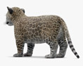 美洲虎幼崽 3D模型