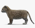 Bébé jaguar Modèle 3d