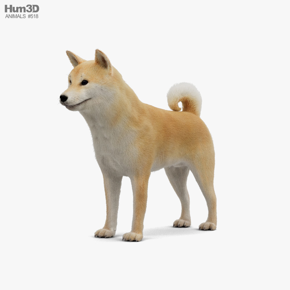 Shiba Inu 3D-Modell