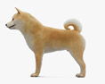 柴犬 3D模型
