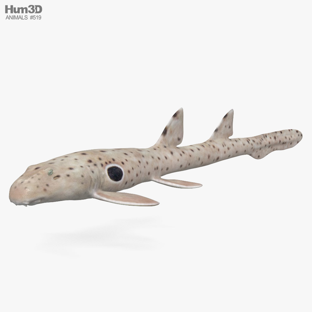 Epaulette Shark 3D model