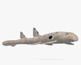 肩章鯊 3D模型