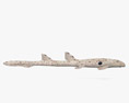 Tubarão-epaulette Modelo 3d