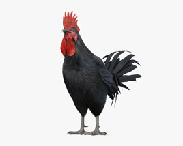 Rooster Leghorn Black 3D model