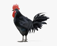 Rooster Leghorn Black 3D模型