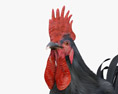 Rooster Leghorn Black Modello 3D