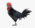 Rooster Leghorn Black 3d model