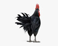 Rooster Leghorn Black Modelo 3D