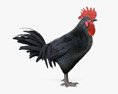 Rooster Leghorn Black 3D модель