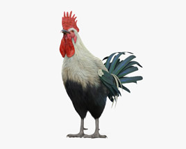 Silver Rooster Leghorn 3Dモデル