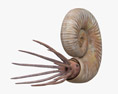 Ammonite Modèle 3d