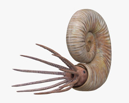 Ammonite 3D model