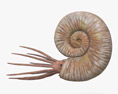 Ammonit 3D-Modell
