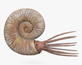 Ammonita Modello 3D