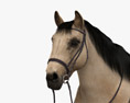 Cavallo sellato Modello 3D