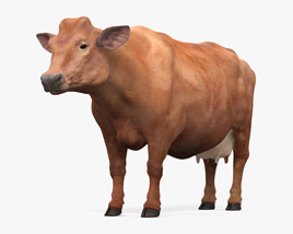 Brown Cow Modèle 3D