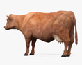 Brown Cow 3D模型