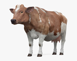 Brown and White Cow Modèle 3D