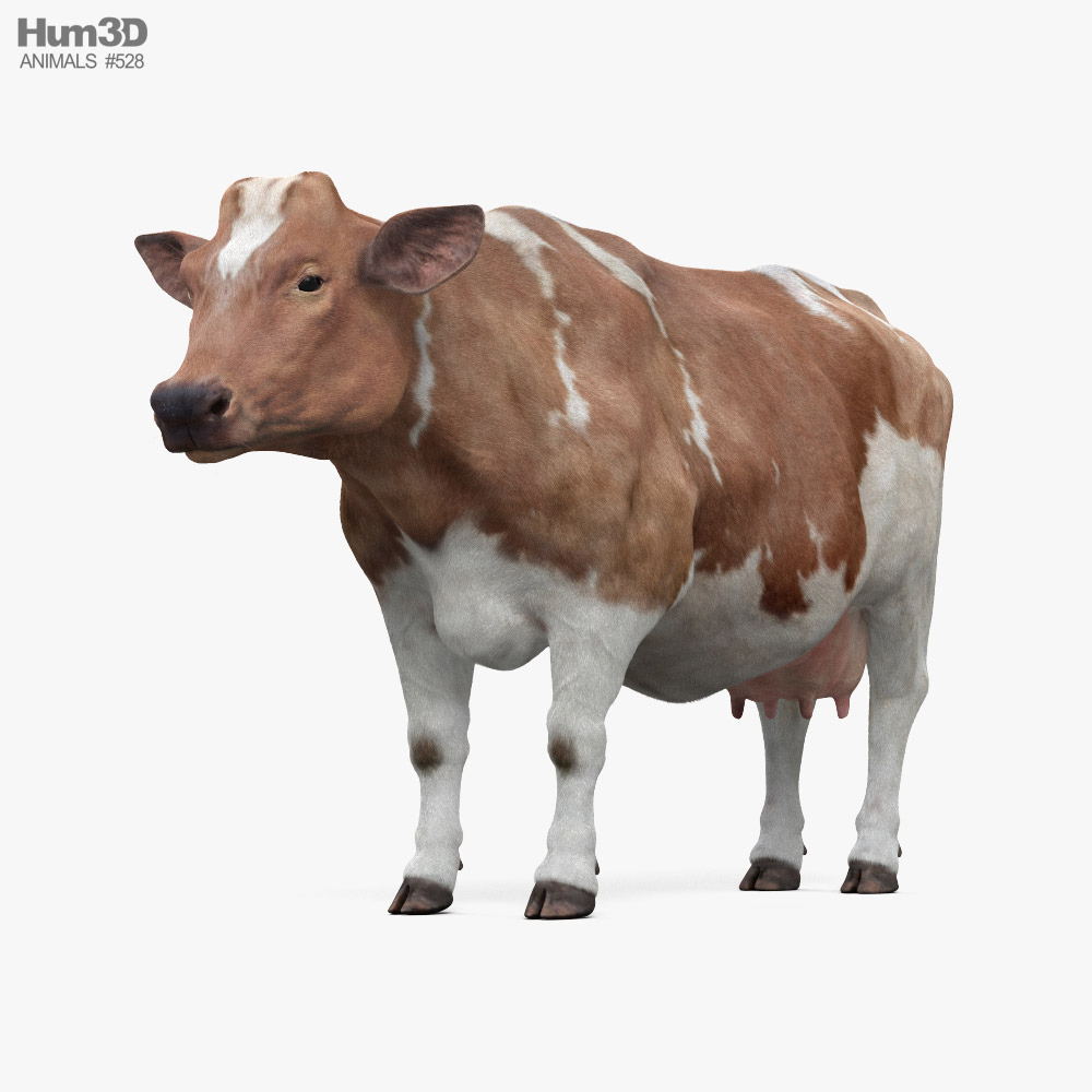 Brown and White Cow 3D model