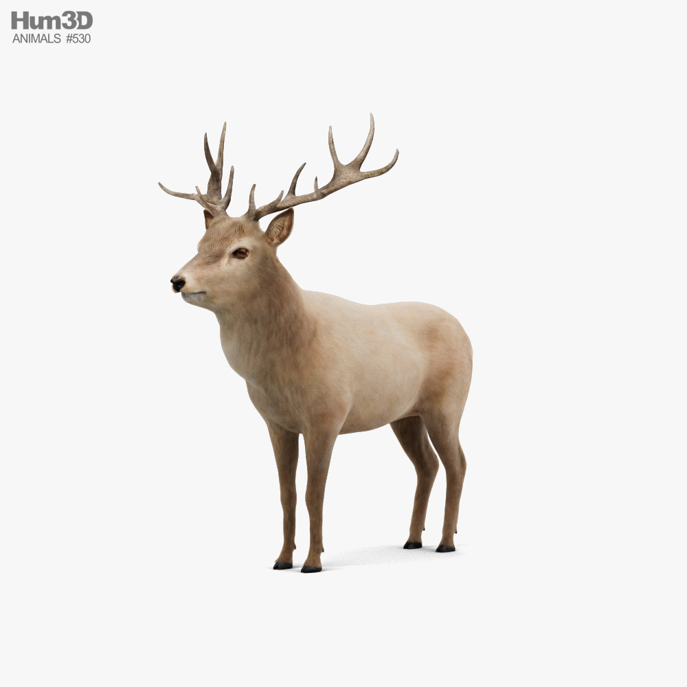 Red Deer 3D model
