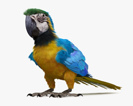 Blue-and-Yellow Macaw 3D model