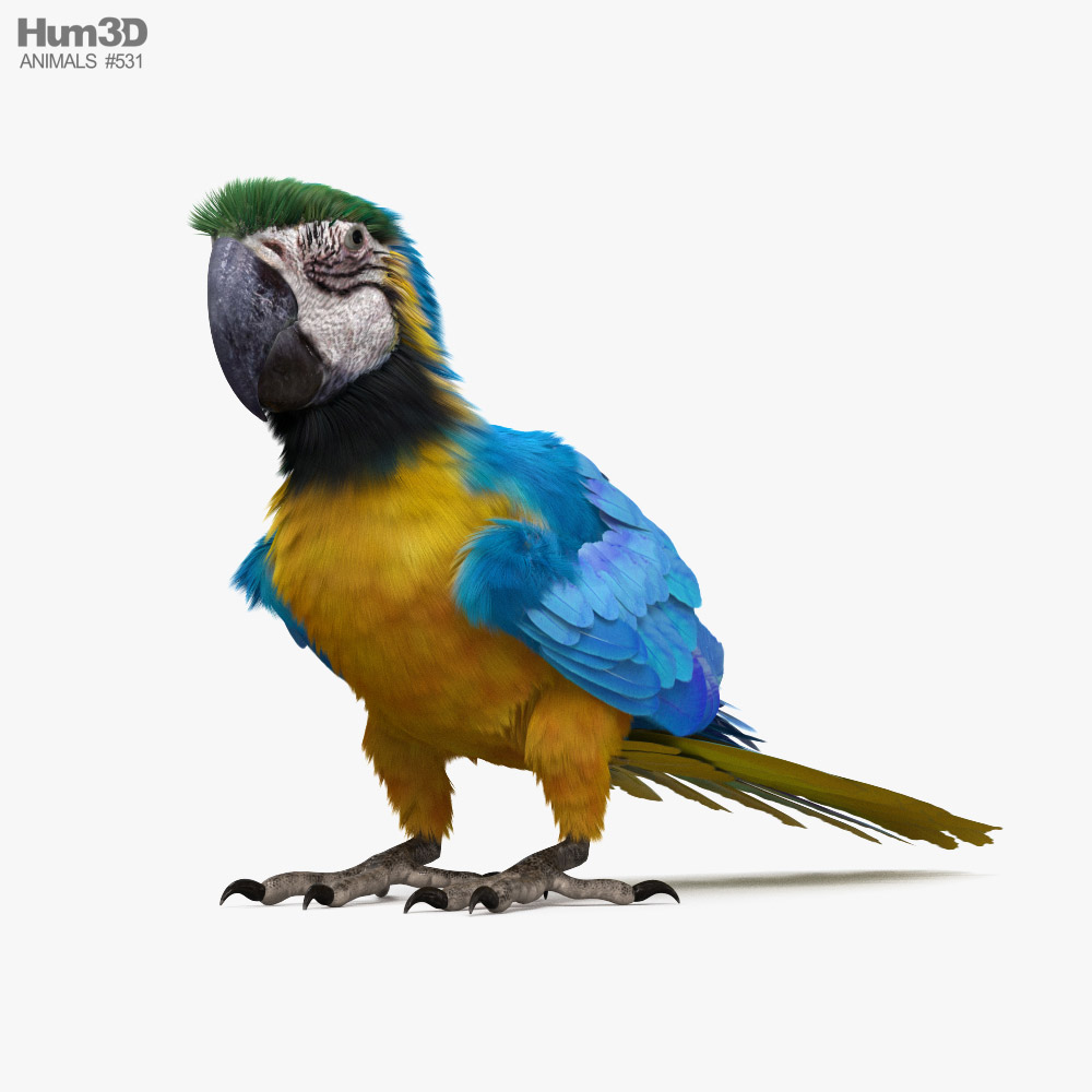 藍黃金剛鸚鵡 3D模型
