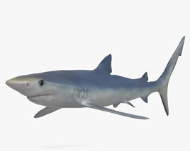 Blue Shark 3D model