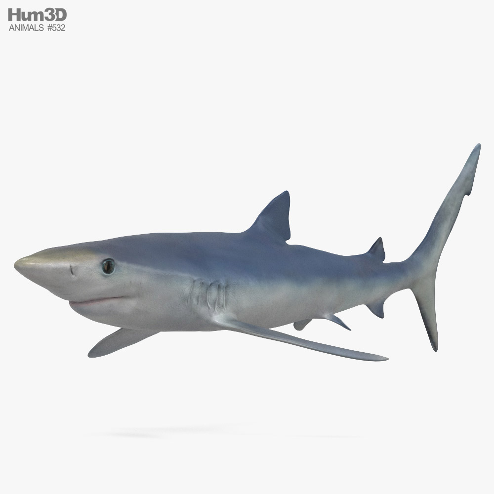 Blauhai 3D-Modell