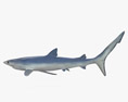 Tiburón azul Modelo 3D