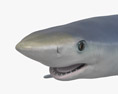 大青鲨 3D模型