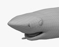 ヨシキリザメ 3Dモデル