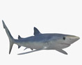 大青鲨 3D模型