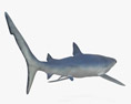 Requin bleu Modèle 3d