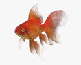 Aquarium rond avec poisson rouge Modèle 3d
