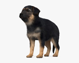 German Shepherd Puppy 3D model