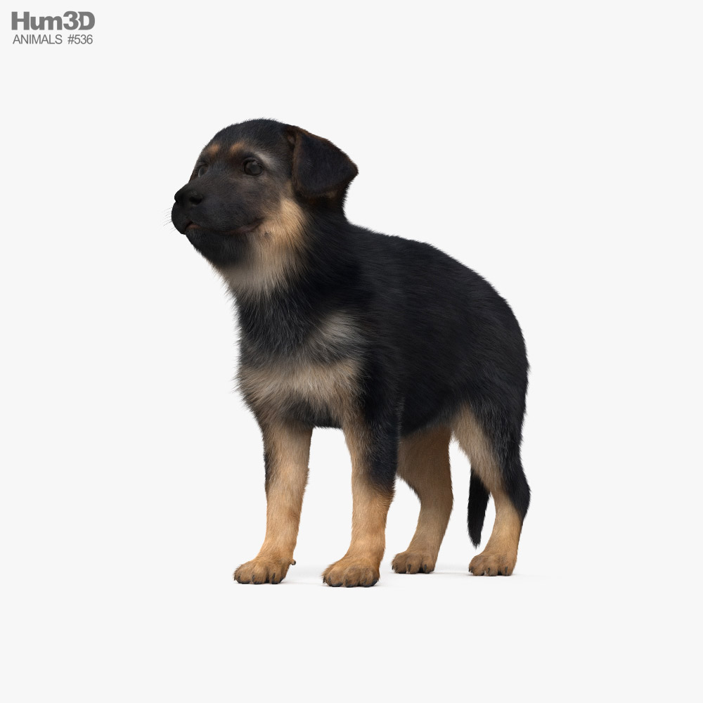 German Shepherd Puppy 3D model