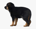 German Shepherd Puppy 3D модель