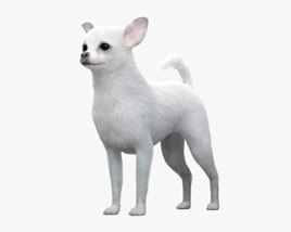 White Chihuahua 3D model