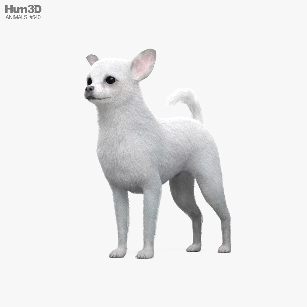 White Chihuahua 3D model
