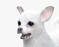 White Chihuahua 3d model
