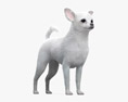 Chihuahua blanc Modèle 3d