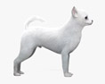 Chihuahua bianca Modello 3D