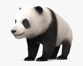 Panda Cub 3D model