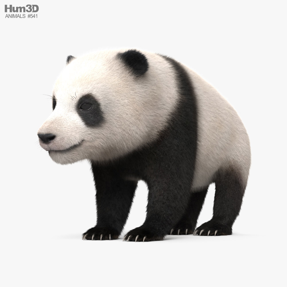 Panda Cub 3D model