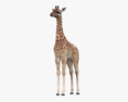 Cucciolo di giraffa Modello 3D