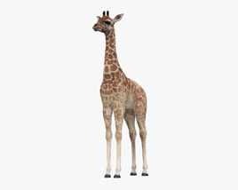 Giraffe Cub 3D model